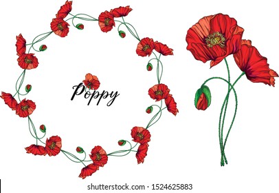 Vector set with poppy flowers. Spring flowers