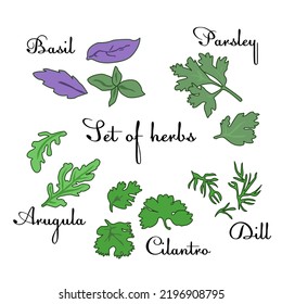 Vector set of popular herbs - parsley; basil; arugula; cilantro; dill