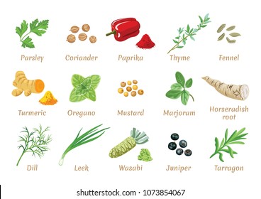 Vector set of popular spices. Juniper, Wasabi, Tarragon, Dill, Leek, Turmeric, Oregano, Mustard, Marjoram, Horseradish root, Parsley, Coriander, Paprika, Thyme, Fennel. Flat icon, tag, label.