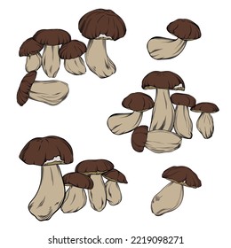 vector set of porcini mushrooms drawn in black outline with color fill. single mushrooms, compositions with boletus mushrooms are drawn close-up. botanical vector illustration