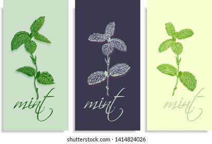 Vector set of postcards templates, invitation with hand-drawn graphics sprigs of beautiful mint, Gently color shades of green, blue, little gradient. Lettering: mint, you can change it or use as it is