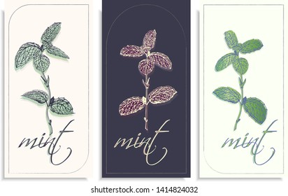 Vector set of postcards templates, invitation with hand-drawn graphics sprigs of beautiful mint, Gently color shades of green, blue, little gradient. Lettering: mint, you can change it or use as it is