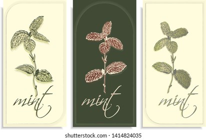 Vector set of postcards templates, invitation with hand-drawn graphics sprigs of beautiful mint, Gently color shades of green, blue, little gradient. Lettering: mint, you can change or use as it is