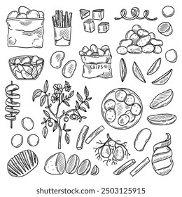 Vector conjunto de productos de papa. Un boceto de patatas fritas, patatas fritas, patatas enteras. patatas con raíces. Una planta con flores. Ilustración vectorial de hortalizas de cosecha.