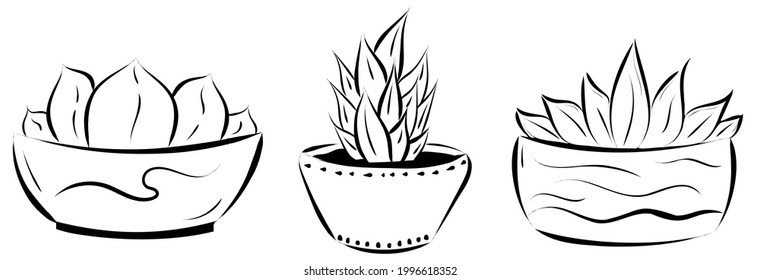 Vector set of pots decorated with small plants with thick leaves