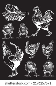 Vector set of poultry domestic animals: roosters and newborn chicks isolated on black background, domestic animals, grahical elements