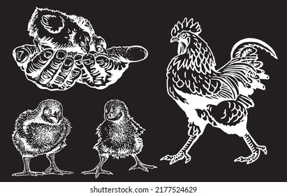 Vector set of poultry domestic animals: rooster and newborn chicks isolated on black background, domestic animals, grahical elements