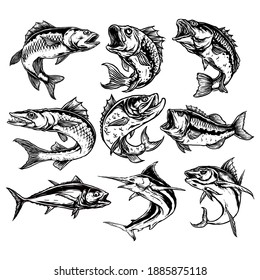 vector set of predator fish illustration