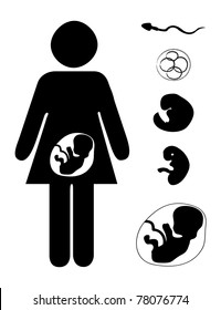 Vector set with pregnant mother and fetus at different stages
