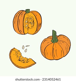Vector set of pumpkin. Color sketch. Isolated. Hand draw of vegetables.