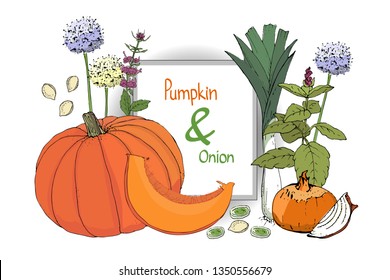 Vector set with pumpkin and onion. Orange pumpkin with cut piece and seeds. Fresh onion, chives, allium, eschalot, leek. Blooming green basil. Juicy vegetables. Isolated elements on white background.