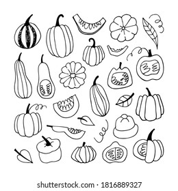 Vector con calabazas. Frutas de perro. Papel pintado, papel envuelto, textiles, postales, antecedentes de páginas web, decoración interior, menús. Diseño de caricaturas.