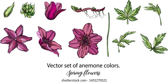 Conjunto de Vector de flores de anémona púrpura. Flores de primavera