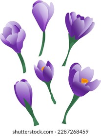 Conjunto vectorial de flores de croco morado y brotes de estilo plano aislados en fondo blanco
