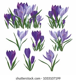 vector set of  purple crocuses