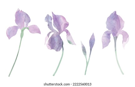 Conjunto vectorial de iris de color morado