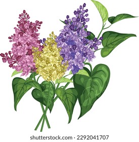 Vector set of purple and white lilac flowers branches, leaves and flowers. Big set. isolated on white background.