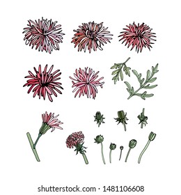 Vector set of purpure aster flowers on a white background. Collection of leaves and aster flowers for invitation design, greeting card, design fabric pattern, gift wrapping, packing, site