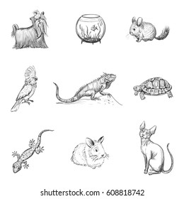 Vector set of quality hand-drawn icons about pets. Isolated sketch on white background. 