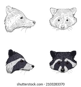 Vector Set of Raccoon Head Illustrations. Sketch and Cartoon.