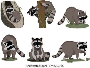 Vector set of raccoons in different poses. Illustration of raccoons with different emotions