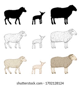 Vector Set Of Ram, Sheep And Lamp. Cartoon, Sketch And Silhouette Illustrations