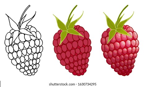 Vector set of raspberries isolated on white background