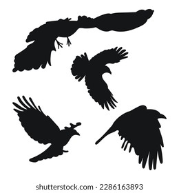 Vector set raven, crow, corvus flight, different pack of bird silhouettes hand draw. Hover, soaring, landing, flying, flutter