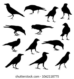 Vector set of ravens silhouettes in different poses isolated on white background.