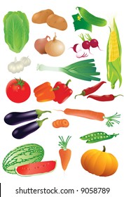 Vector set of raw vegetables. Detailed and realistic.