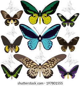 Vector of set of realistic butterflies on white background