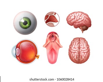 Vector set of realistic detailed human organs — eye eyeball, tongue, nose cross, brain top, side view isolated on white background