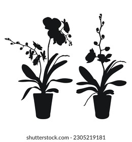 Vector set of realistic flowers orchids, phalaenopsis. Realism modern silhouettes plants pot. Flat design template. 