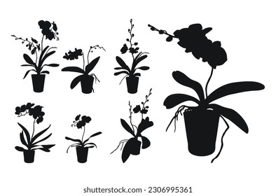 Vector set of realistic flowers orchids, phalaenopsis. Realism modern silhouettes plants pot. Flat design template. 