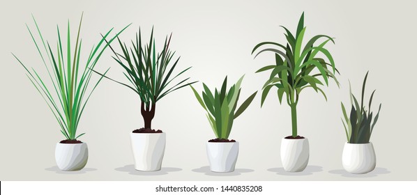 Vector set of realistic green houseplants in white pots on white blackground.  Five different plants in different pots.