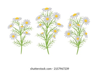 Vector set realistic illustration of chamomile. Isolated on white background. Design for herbal tea, natural cosmetics, health care products, aromatherapy, homeopathy.