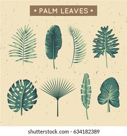 Vector set of realistic palm leaves. Vintage set of tropical leaves.