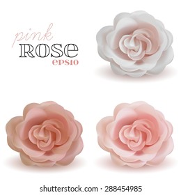 Vector set of realistic pink Roses with shadows isolated on white background, eps 10