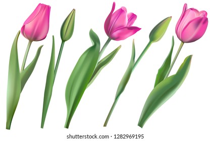 Vector set of realistic pink tulips and tulips buds. Isolated at white background. Sign of spring. EPS10.