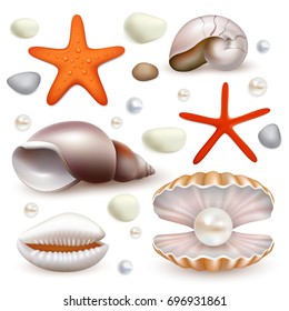 Vector set of realistic seashell and starfish icons isolated. Beautiful marine molluscan seashells and pearl shell.