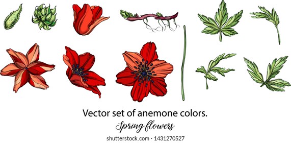 Vector set of red anemone colors. Spring flowers
