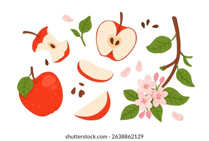 Vector set of red apple illustrations: whole, bitten, halves, slices, seeds, leaves, blooming branch with flowers. Flat cartoon style isolated fruit collection on white background.