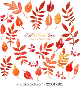 vector set of red autumn watercolor leaves and berries, hand drawn design elements