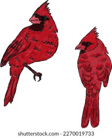 Vector set, red cardinals, bright birds