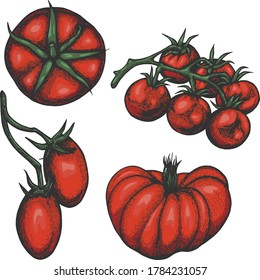 Vector set in red color with ink tomatoes