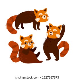 vector set with red panda on an isolated white background. cute rare animal. red cat