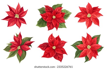 Vector set of red poinsettia and green leaves. New Year flowers on white background. 