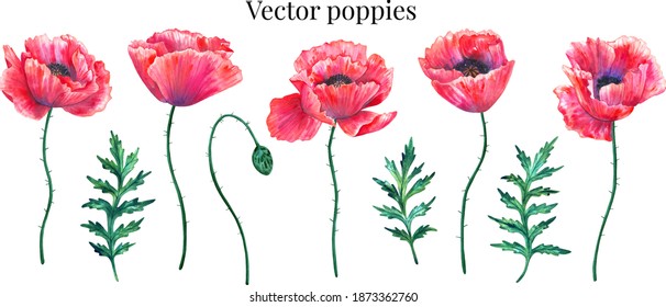 Conjunto vectorial de amapolas rojas con hojas y brotes. Flores de colores. Elementos para el diseño floral de verano. Ilustración dibujada a mano de acuarela aislada en fondo blanco.