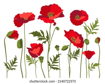 Vector set of red poppies with leaves and stems, isolated on white background