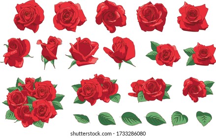 Vector set of Red Roses